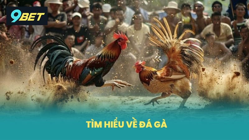 Tìm hiểu về đá gà